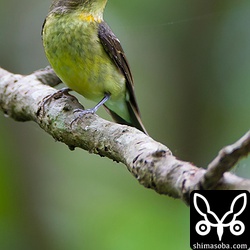 リュウキュウキビタキのメス成鳥。盛んにさえずっていました。