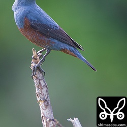 イソヒヨドリのオス。近くのオスが縄張りに近づくので枝のてっぺんにとまり警戒。