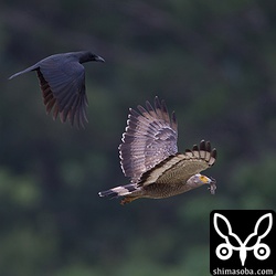 サキシマヌマガエルを捕まえたカンムリワシをカラスが追いかけていました。