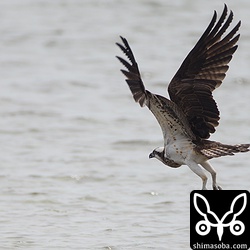 ボラを丸ごと1匹食っているので嗉囊がふくらんでいます。