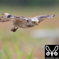 狙いを定めて獲物へ一直線!!