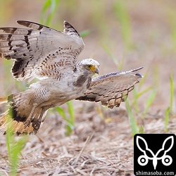 小雨覆が立ち上がって急ブレーキ。