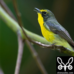 暗い環境なんでぶれとの戦いです。^^;