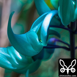 花を拡大。ネコ科の爪のような形です。