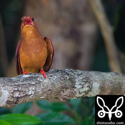 上のアカショウビンとカップルになっていると思われるオス。