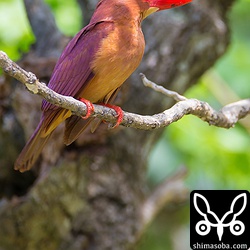 ちょっと遠出して見つけたアカショウビン。既に、巣穴をセンダンの木に掘っていました。^^