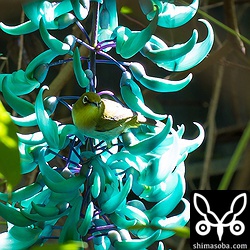 メジロが吸蜜にやってきました。100mmレンズなんで遠いー。^^;