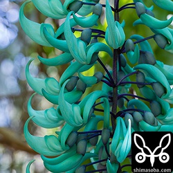 品種改良じゃなくてこれが元の色というからすごい!!