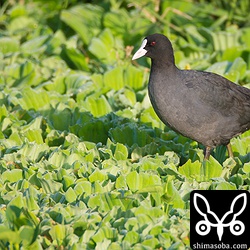 たまには普通種も…。^^;