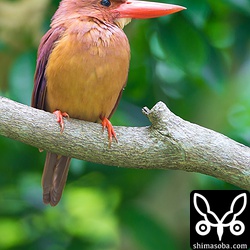 こじんまりとした広場を縄張りにしているようでした。