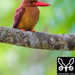 リュウキュウアカショウビンのメス。