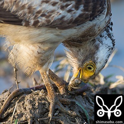 ぬるぬる滑ってなかなかちぎれないタウナギ。