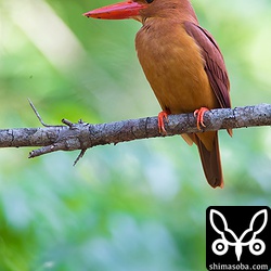 昨日の夕方、暗い中シルエットだけ確認したアカショウビンが同じところにいました。