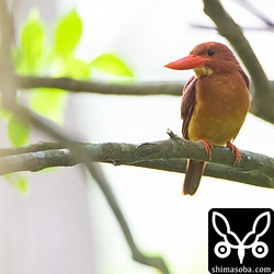 暗くて逆光。とりあえず記録。^^;