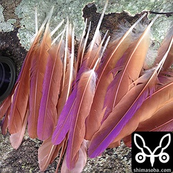 もったいないので、もらって帰りました。^^