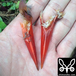 左が上で右が下のくちばし。