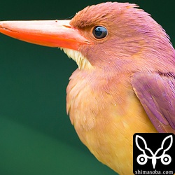 一番人を恐れない個体。