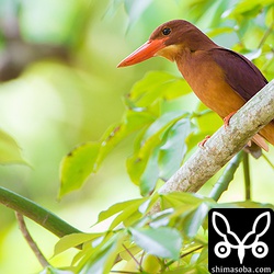 そよ風に揺れる枝から獲物を探しています。^^