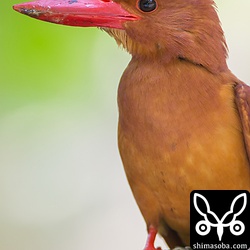 1個体目。くちばしが汚いなー。ナメクジかカタツムリを食った模様。^^;
