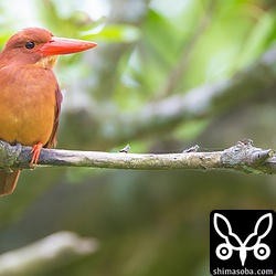 2個体目のアカショウビン。
