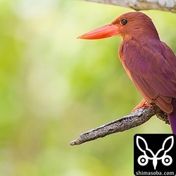 3個体目。珍しく、オスのアカショウビン。