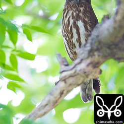 これは近くで営巣していますねー。