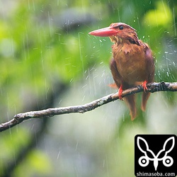 かなり激しい雨が降ってきましたが、うれしそうに水浴び。^^