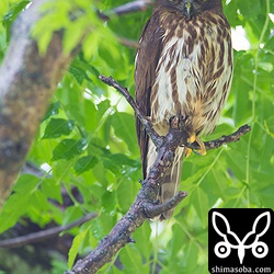 結構強く降ったので頭が濡れています。^^;