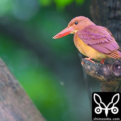 これも慣れた個体。