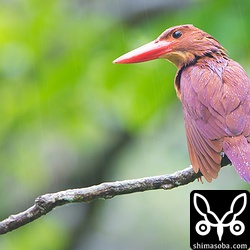 数年間観察している個体。昨年は4羽のヒナが巣立ちました。今年も既に営巣に入っています。