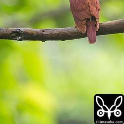 雨を避けて、木下から獲物を探していました。