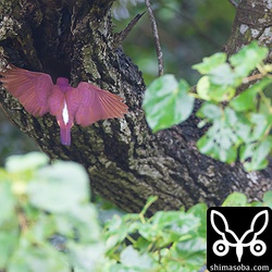 ペアで交代しながらの巣穴掘り。^^