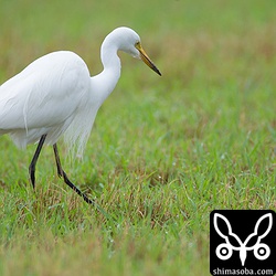 チュウダイサギ。