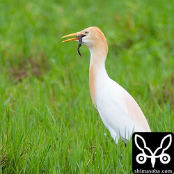 サキシマヌマガエルを捕まえたアマサギ。