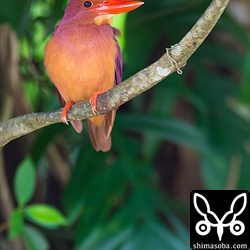 初撮影。オスのアカショウビン。