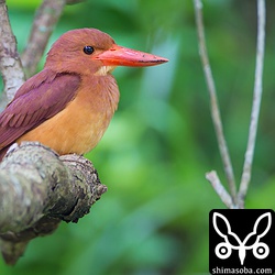 くちばしが汚れているので、どこかで巣穴を掘っているのでしょう。