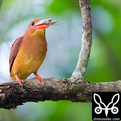 羽化したばかりのツマグロゼミを捕まえたアカショウビン。