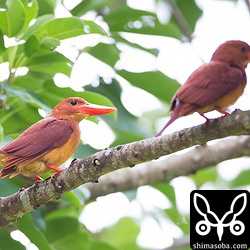 左がアカショウビンのメス。上とペア。