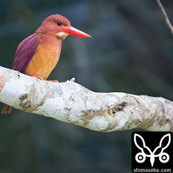 たぶんメスのアカショウビン。
