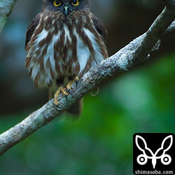 シャッタースピード1/4秒。^^;ぶれとの戦いですね。