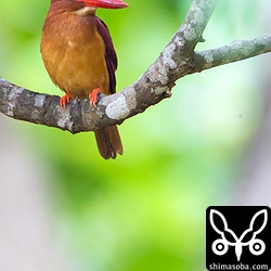 アカショウビンのオス。下とペア。