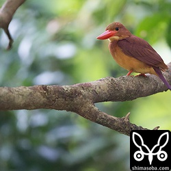 こちらもメスのアカショウビン。ここの縄張りはオスもメスも入れ替わったようです。