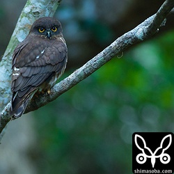 昼間と違って目つきが悪くないですねー。^^