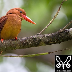 アカショウビンのオス。下とペア。
