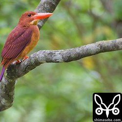 アカショウビンのメス。上とペア。