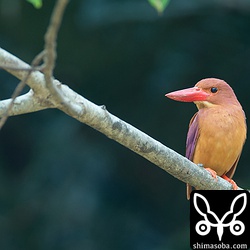 アカショウビンのメス。上とペア。