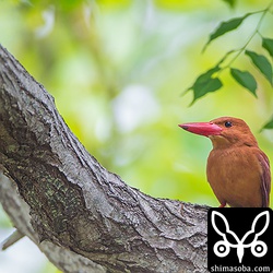 撮影2回目のアカショウビン。