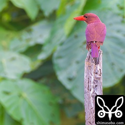 北部でアカショウビン。珍しく畑にいました。