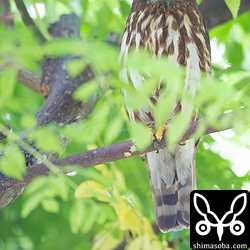 アオバズクは木の葉に隠れてしまいました…。^^;