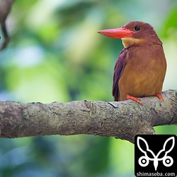 昨年と違うオスだと思っていましたが、同じオスでした。